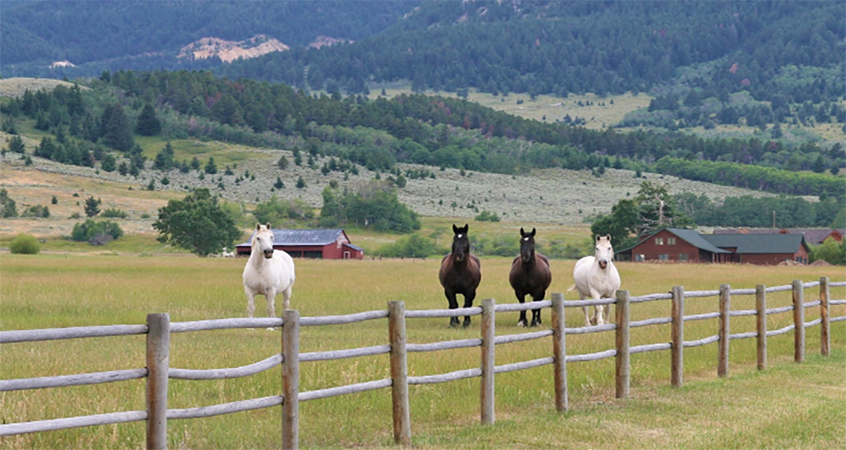 Some horses running in a field