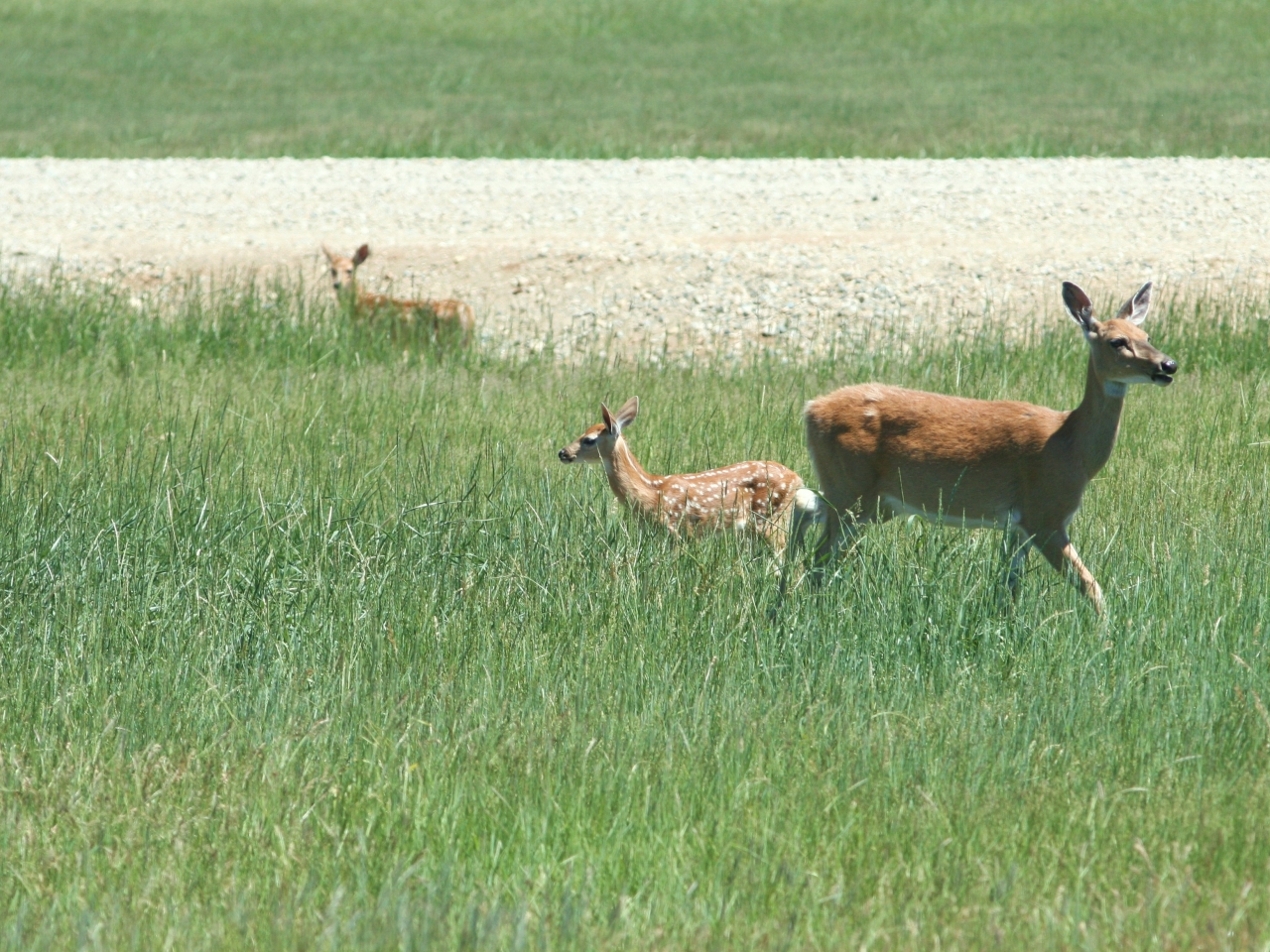 Home Remington Ranch