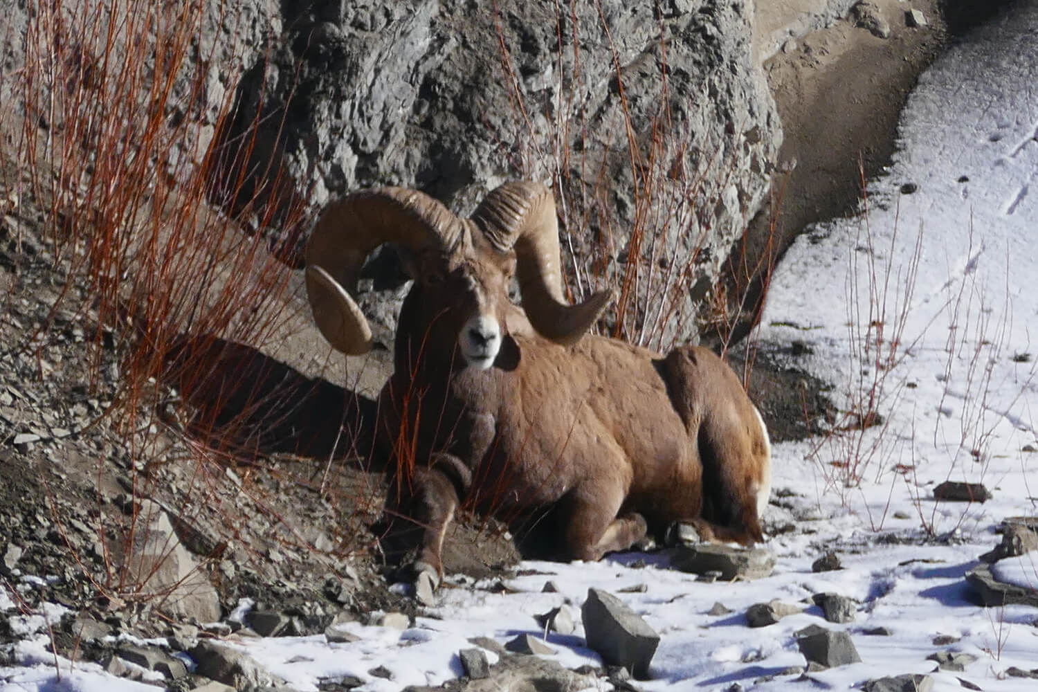 Bighorn sheep resting on rocky snowy terrain.