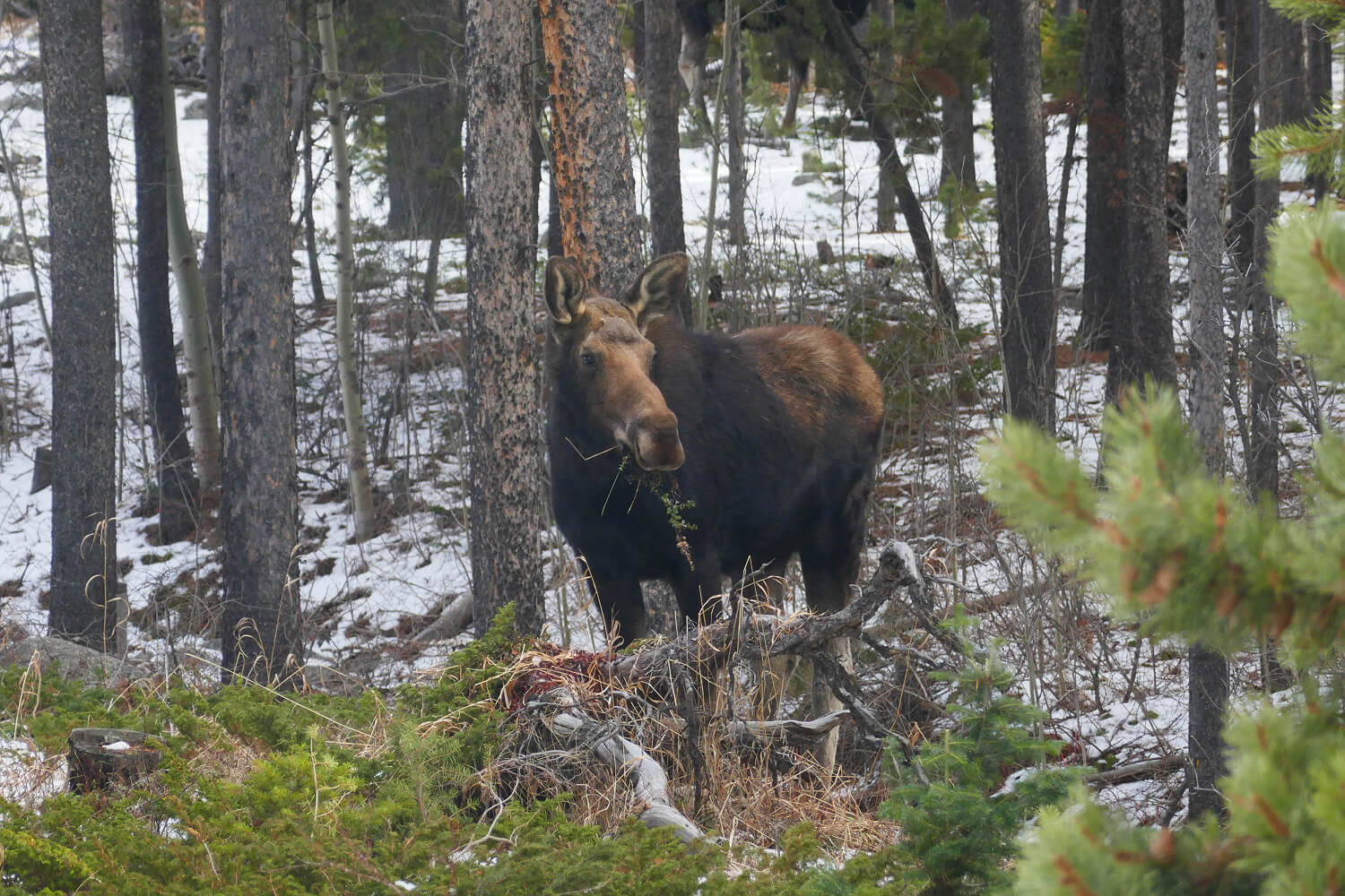 Moose standing in snowy forest clearing.