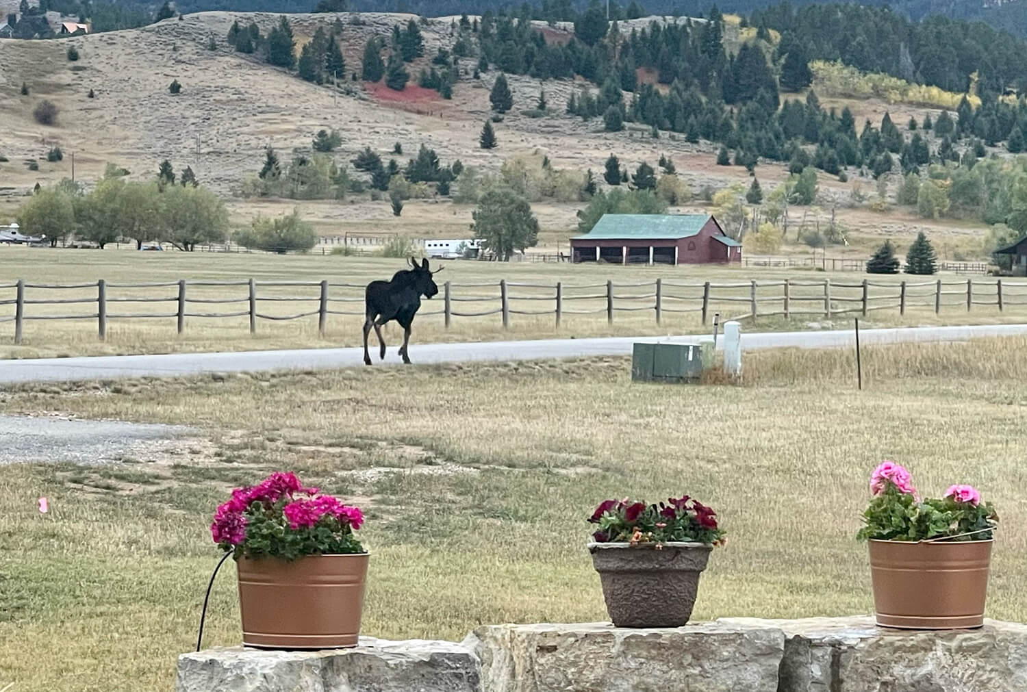 Moose near road with flowers and hills.