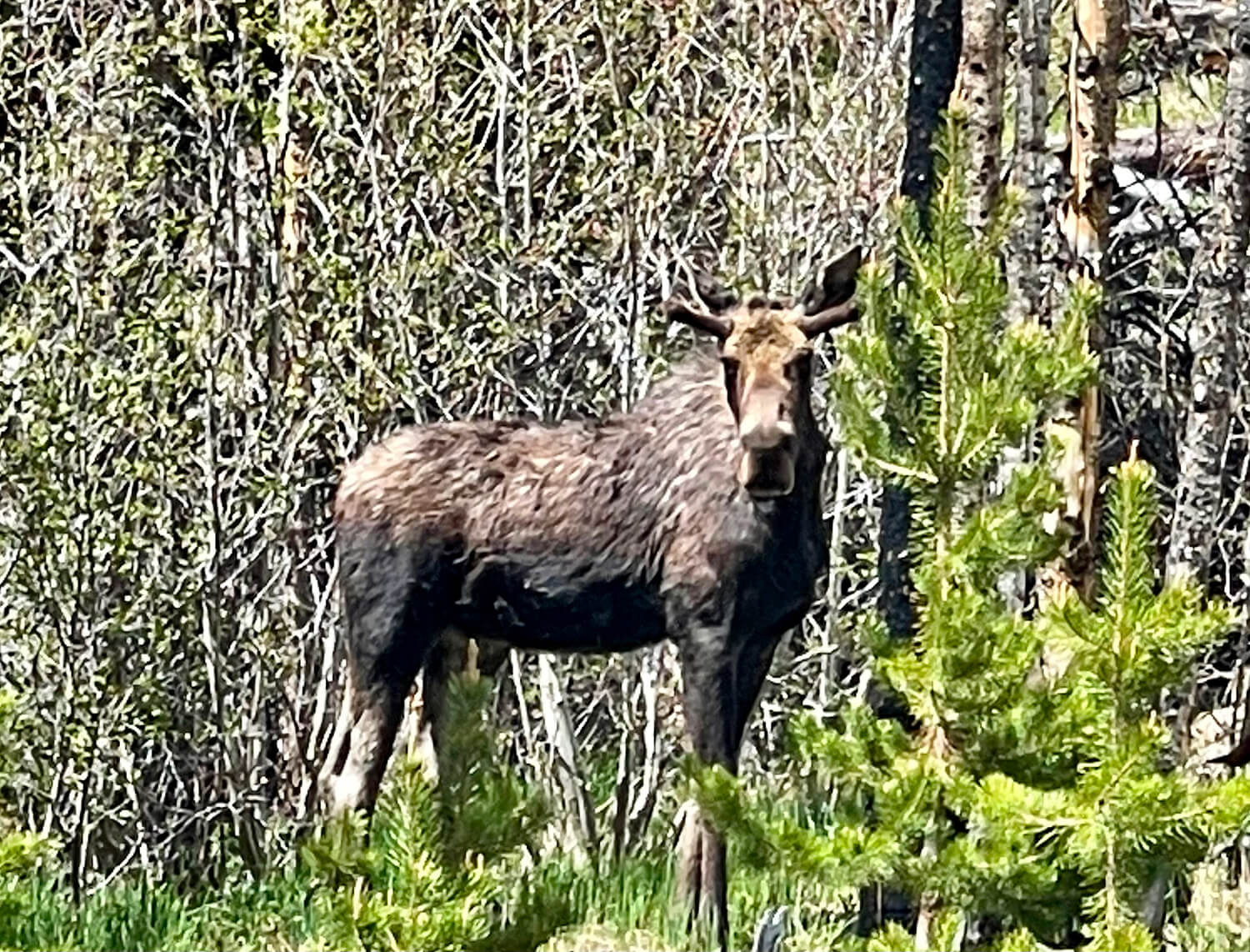 Moose standing in a forest clearing.
