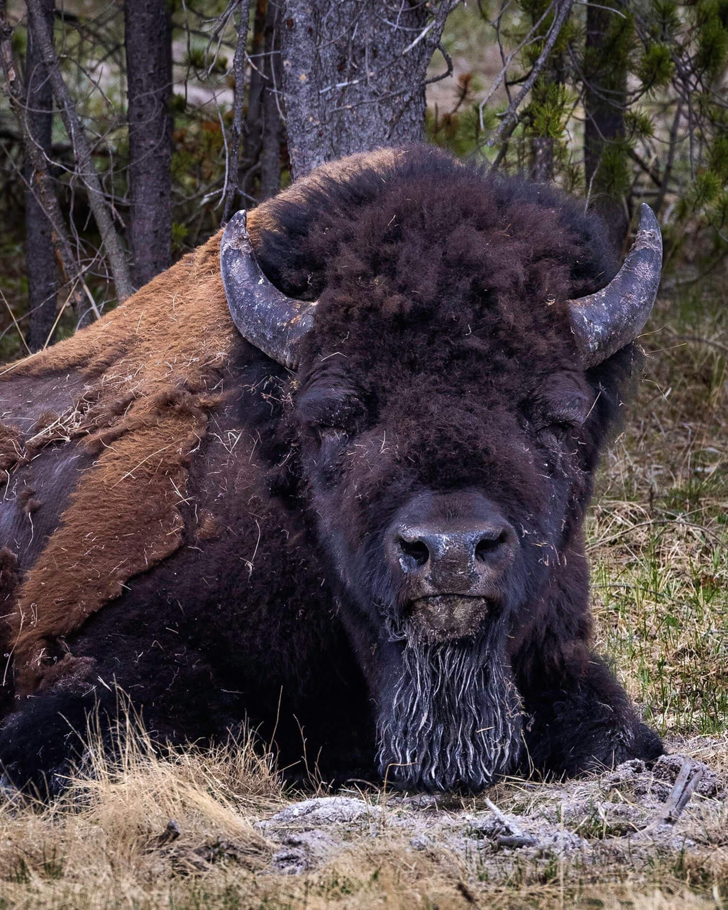 Resting bison in a grassy forest area.