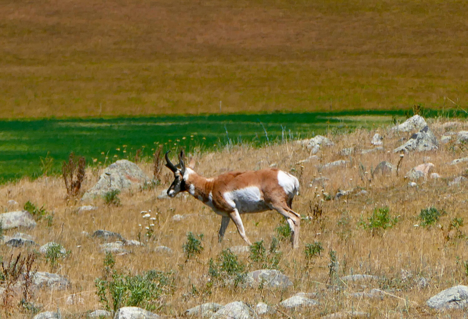 Antelope walking on a rocky grassland.