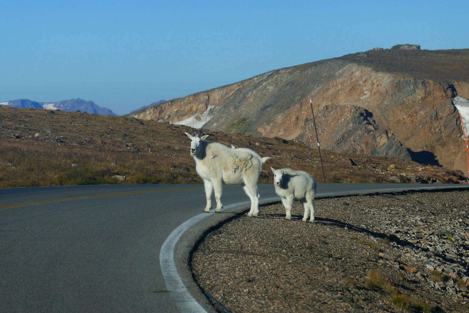 Goats standing on mountain road curve.