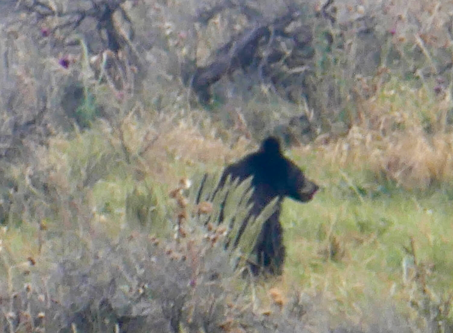 Bear walking through grassy, wooded area.