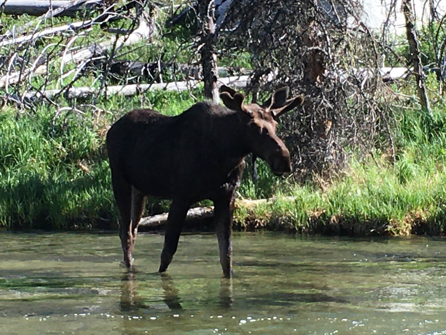 Moose standing in a shallow river.
