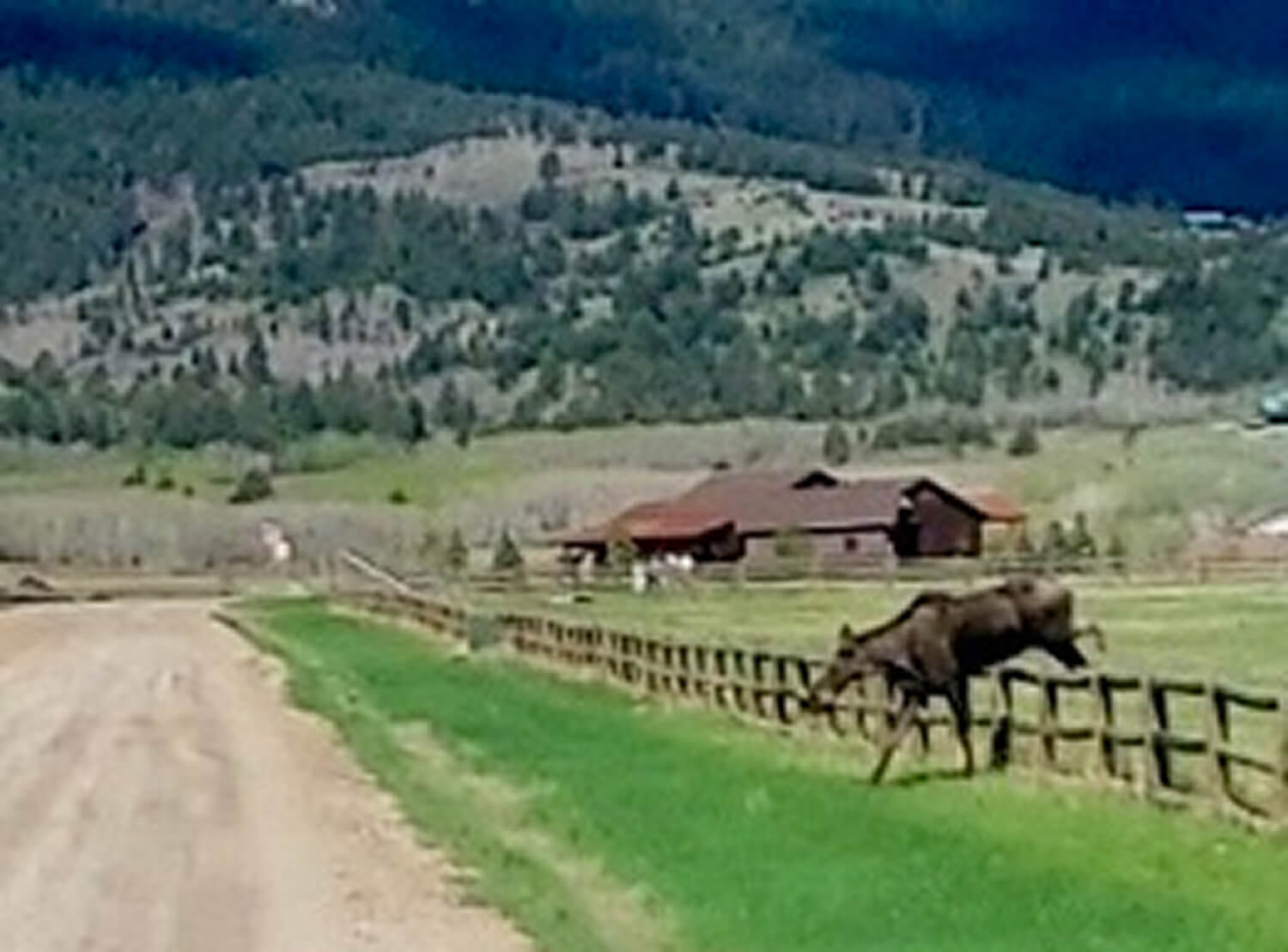 Moose crossing fence near rural dirt road.